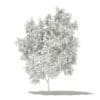Avocado Tree 3D Model 2.9m (10503) - Image 4