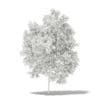 Avocado Tree 3D Model 2.9m (10503) - Image 6