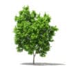 Avocado Tree 3D Model 2.9m (10503) - Image 7