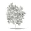 Avocado Tree 3D Model 2.9m (10503) - Image 8