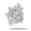 Avocado Tree with Fruits 3D Model 2.9m (10504) - Image 4