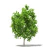 Avocado Tree with Fruits 3D Model 2.9m (10504) - Image 5