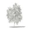Avocado Tree with Fruits 3D Model 2.9m (10504) - Image 6