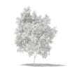 Avocado Tree with Fruits 3D Model 2.9m (10504) - Image 8