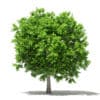 Avocado Tree 3D Model 3.8m (10505) - Image 2