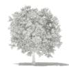 Avocado Tree 3D Model 3.8m (10505) - Image 3