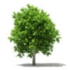 Avocado Tree 3D Model 3.8m (10505) - Image 4