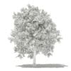 Avocado Tree 3D Model 3.8m (10505) - Image 5