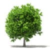 Avocado Tree 3D Model 3.8m (10505) - Image 6