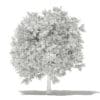 Avocado Tree 3D Model 3.8m (10505) - Image 7