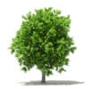 Avocado Tree 3D Model 3.8m (10505) - Image 8