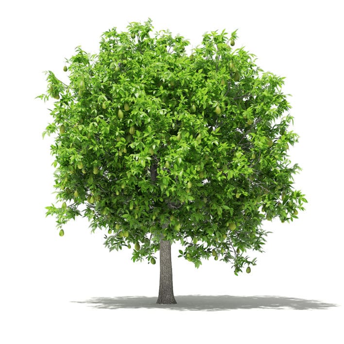 Avocado Tree with Fruits 3D Model 3.8m (10506)