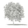 Avocado Tree with Fruits 3D Model 3.8m (10506) - Image 2