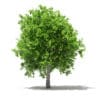 Avocado Tree with Fruits 3D Model 3.8m (10506) - Image 3