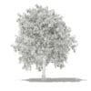 Avocado Tree with Fruits 3D Model 3.8m (10506) - Image 4