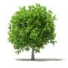 Avocado Tree with Fruits 3D Model 3.8m (10506) - Image 5