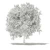 Avocado Tree with Fruits 3D Model 3.8m (10506) - Image 6