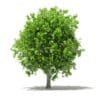 Avocado Tree with Fruits 3D Model 3.8m (10506) - Image 7