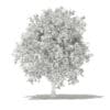 Avocado Tree with Fruits 3D Model 3.8m (10506) - Image 8