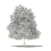 Avocado Tree 3D Model 5.6m (10507) - Image 2