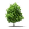 Avocado Tree 3D Model 5.6m (10507) - Image 3