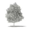 Avocado Tree 3D Model 5.6m (10507) - Image 4