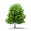 Avocado Tree 3D Model 5.6m (10507) - Image 5