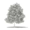 Avocado Tree 3D Model 5.6m (10507) - Image 6