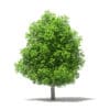 Avocado Tree 3D Model 5.6m (10507) - Image 7