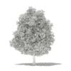 Avocado Tree 3D Model 5.6m (10507) - Image 8