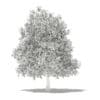 Avocado Tree with Fruits 3D Model 5.6m (10508) - Image 2