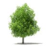Avocado Tree with Fruits 3D Model 5.6m (10508) - Image 3