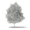 Avocado Tree with Fruits 3D Model 5.6m (10508) - Image 4