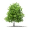 Avocado Tree with Fruits 3D Model 5.6m (10508) - Image 5