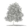 Avocado Tree with Fruits 3D Model 5.6m (10508) - Image 6