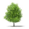 Avocado Tree with Fruits 3D Model 5.6m (10508) - Image 7