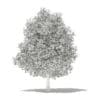Avocado Tree with Fruits 3D Model 5.6m (10508) - Image 8