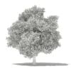 Avocado Tree 3D Model 5.5m (10509) - Image 2