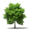 Avocado Tree 3D Model 5.5m (10509) - Image 3