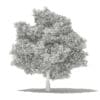 Avocado Tree 3D Model 5.5m (10509) - Image 6