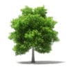 Avocado Tree 3D Model 5.5m (10509) - Image 7