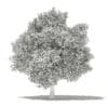 Avocado Tree with Fruits 3D Model 5.5m (10510) - Image 2