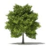 Avocado Tree with Fruits 3D Model 5.5m (10510) - Image 3