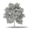 Avocado Tree with Fruits 3D Model 5.5m (10510) - Image 4