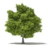 Avocado Tree with Fruits 3D Model 5.5m (10510) - Image 5