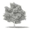 Avocado Tree with Fruits 3D Model 5.5m (10510) - Image 6