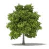 Avocado Tree with Fruits 3D Model 5.5m (10510) - Image 7