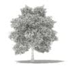 Avocado Tree with Fruits 3D Model 5.5m (10510) - Image 8