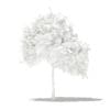 Common Fig Tree 3D Model 1.4m (10511) - Image 2