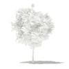 Common Fig Tree 3D Model 1.4m (10511) - Image 4